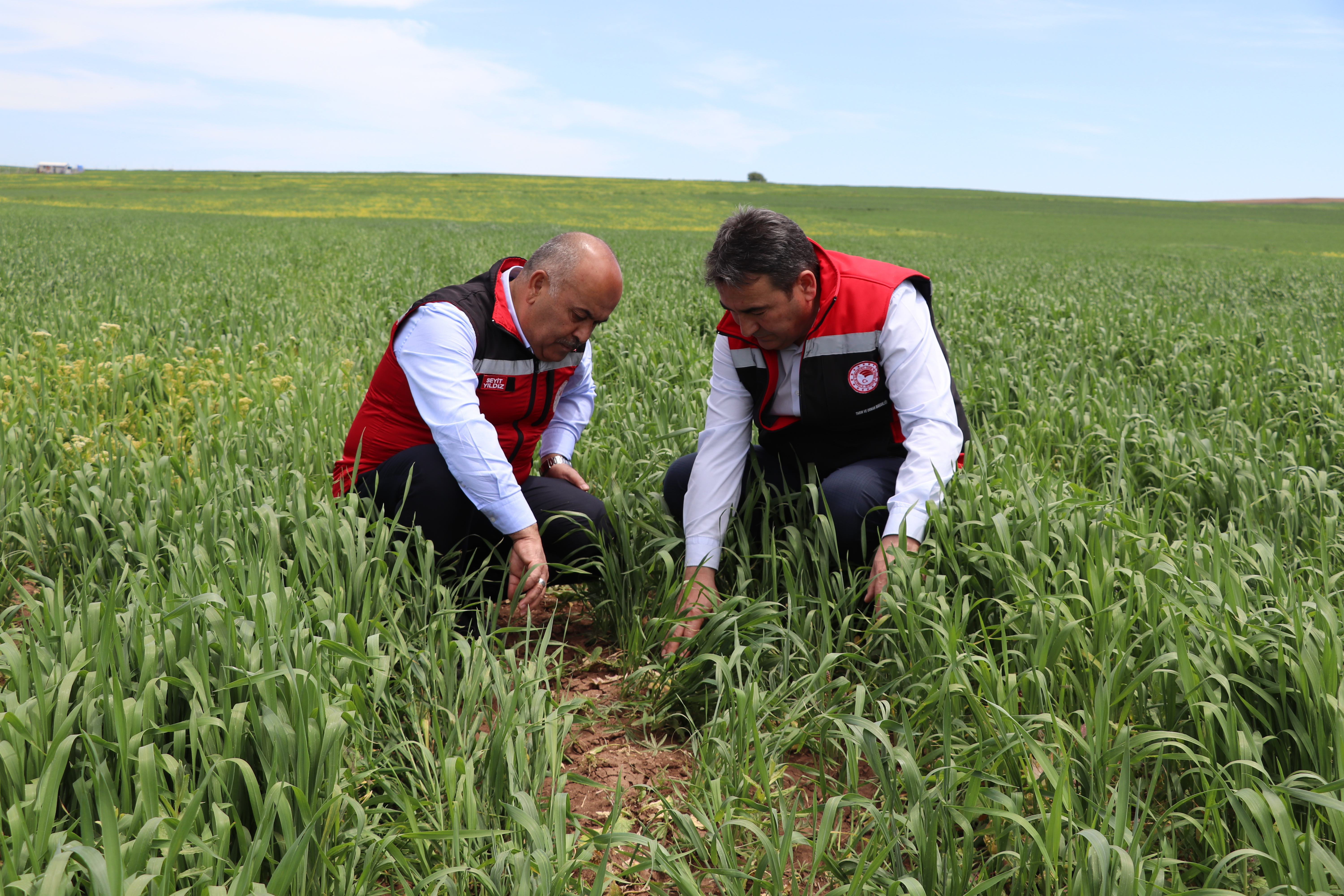 Tarım ve Orman İl Müdürü Seyit Yıldız Hububat Ekili Alanlarda İncelemelerde Bulundu. Tarım ve Orman İl Müdürü Seyit Yıldız Hububat Ekili Alanlarda İncelemelerde Bulundu.