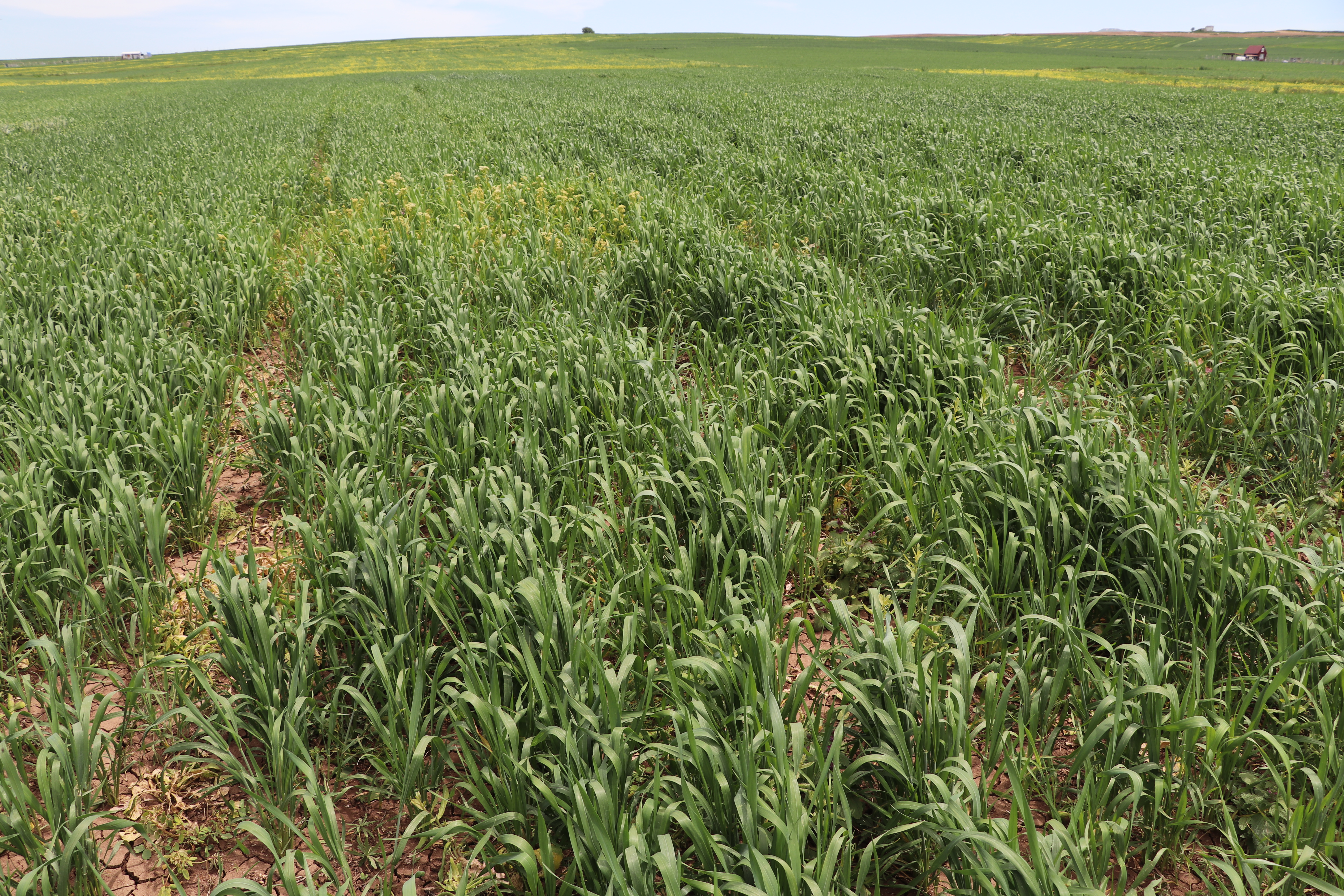 Tarım ve Orman İl Müdürü Seyit Yıldız Hububat Ekili Alanlarda İncelemelerde Bulundu. Tarım ve Orman İl Müdürü Seyit Yıldız Hububat Ekili Alanlarda İncelemelerde Bulundu.