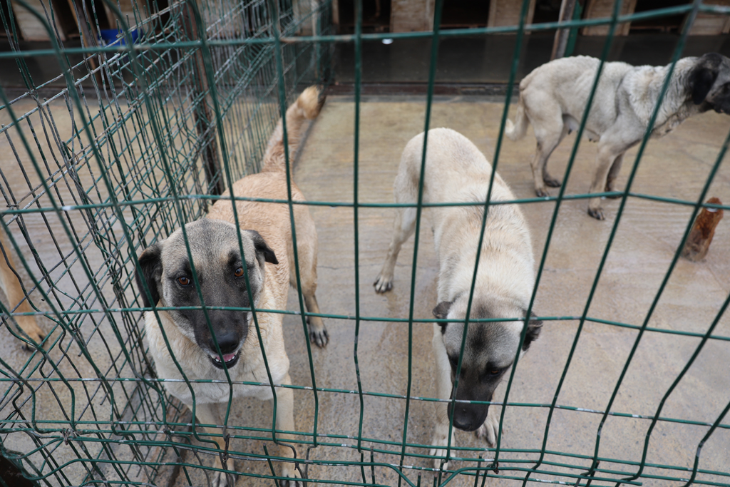 SOKAK HAYVANLARI İÇİN MODERN, SAĞLIKLI VE DOĞAL YAŞAM PROJESİ BAŞLADI SOKAK HAYVANLARI İÇİN MODERN, SAĞLIKLI VE DOĞAL YAŞAM PROJESİ BAŞLADI