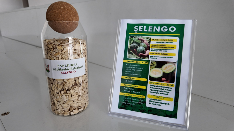 ŞANLIURFA’DA ATA TOHUMLARI ÇİFTÇİLERLE BULUŞUYOR