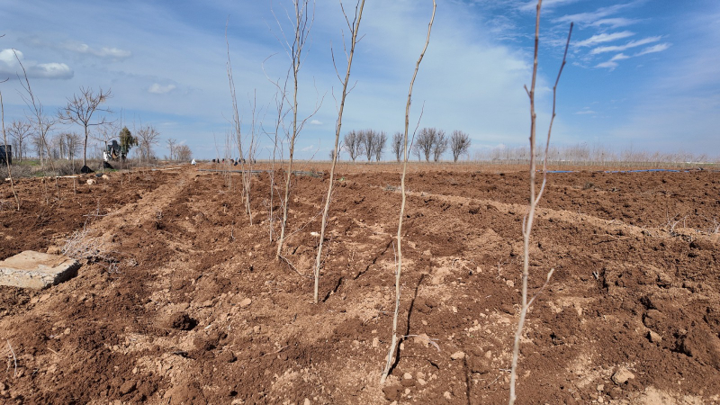 ŞANLIURFA BÜYÜKŞEHİR BELEDİYESİ’NDEN 20 BİN ÇINARLIK YEŞİL HAMLE