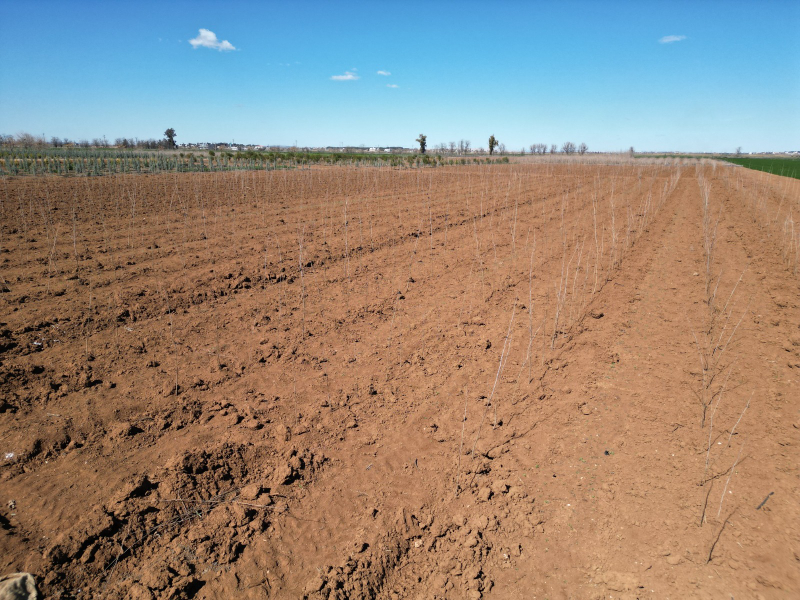 ŞANLIURFA BÜYÜKŞEHİR BELEDİYESİ’NDEN 20 BİN ÇINARLIK YEŞİL HAMLE