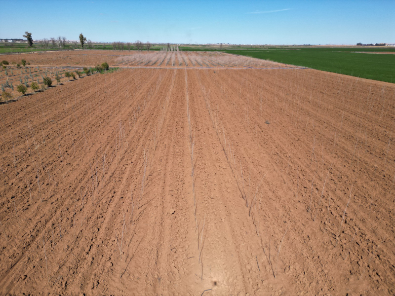 ŞANLIURFA BÜYÜKŞEHİR BELEDİYESİ’NDEN 20 BİN ÇINARLIK YEŞİL HAMLE