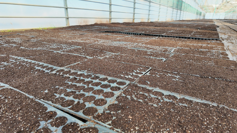 ŞANLIURFA BÜYÜKŞEHİR BELEDİYESİ 1 MİLYON FİDE ÜRETİYOR