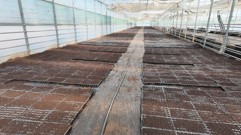 ŞANLIURFA BÜYÜKŞEHİR BELEDİYESİ 1 MİLYON FİDE ÜRETİYOR