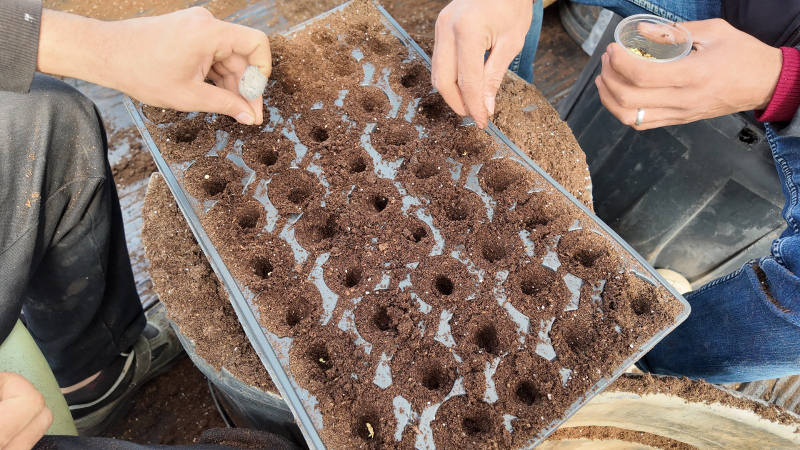 ŞANLIURFA BÜYÜKŞEHİR BELEDİYESİ 1 MİLYON FİDE ÜRETİYOR