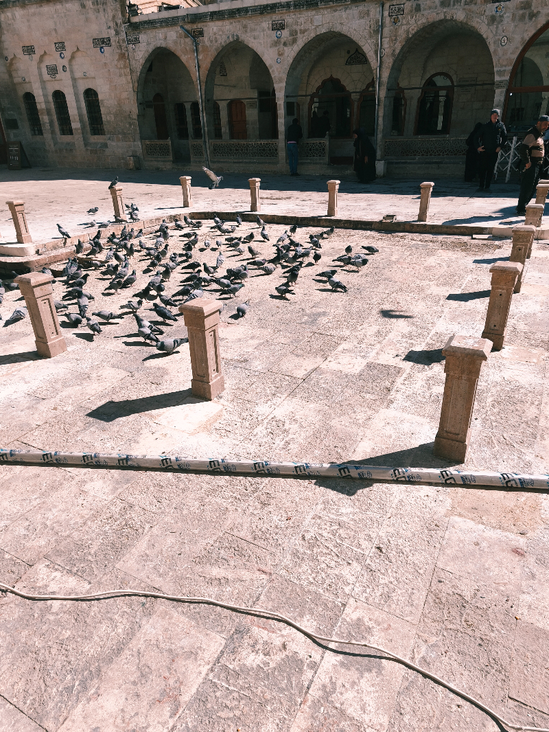 Dergâh Avlusundaki Kuşlar Koruma Altına Alınıyor