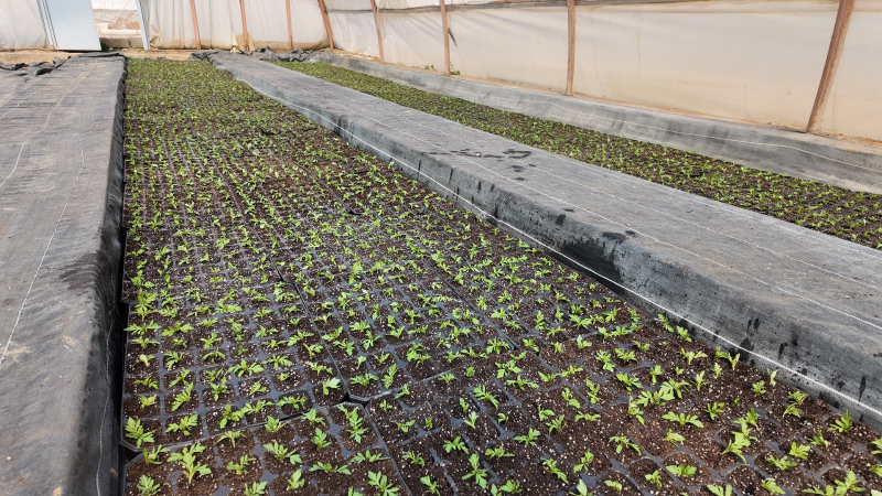 BÜYÜKŞEHİR SERALARINDA 400 BİN YAZLIK ÇİÇEK ÜRETİLİYOR