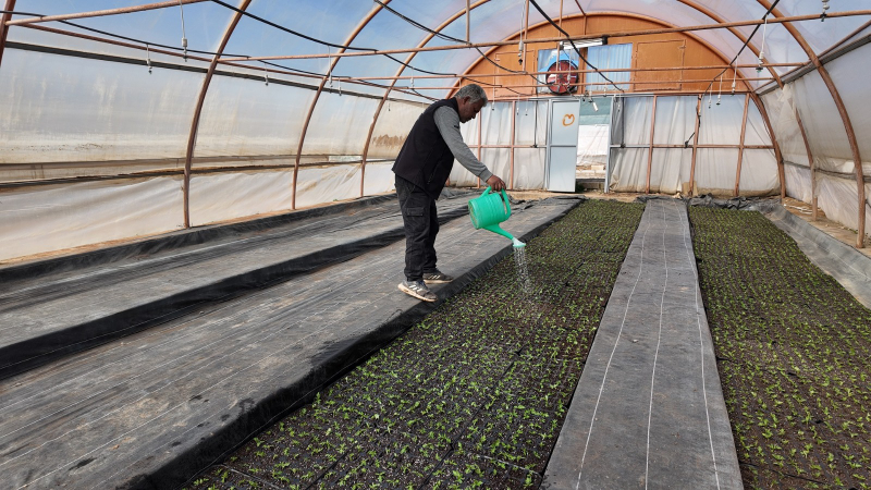 BÜYÜKŞEHİR SERALARINDA 400 BİN YAZLIK ÇİÇEK ÜRETİLİYOR