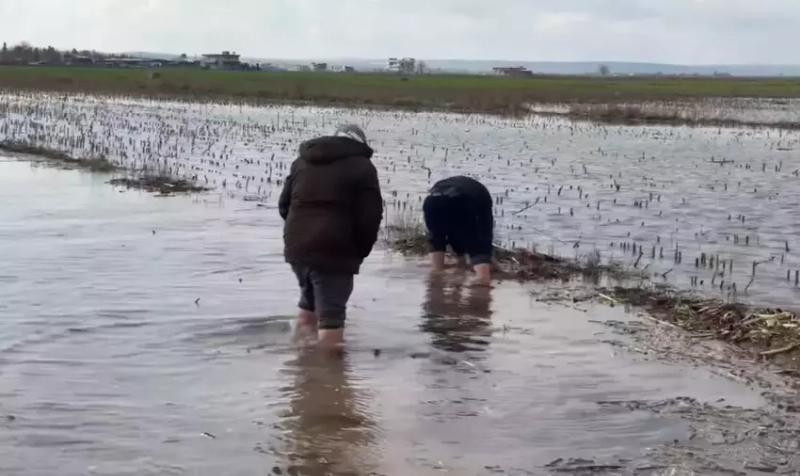 Şanlıurfa’da Yağışlar Tarlaları Sular Altında Bıraktı