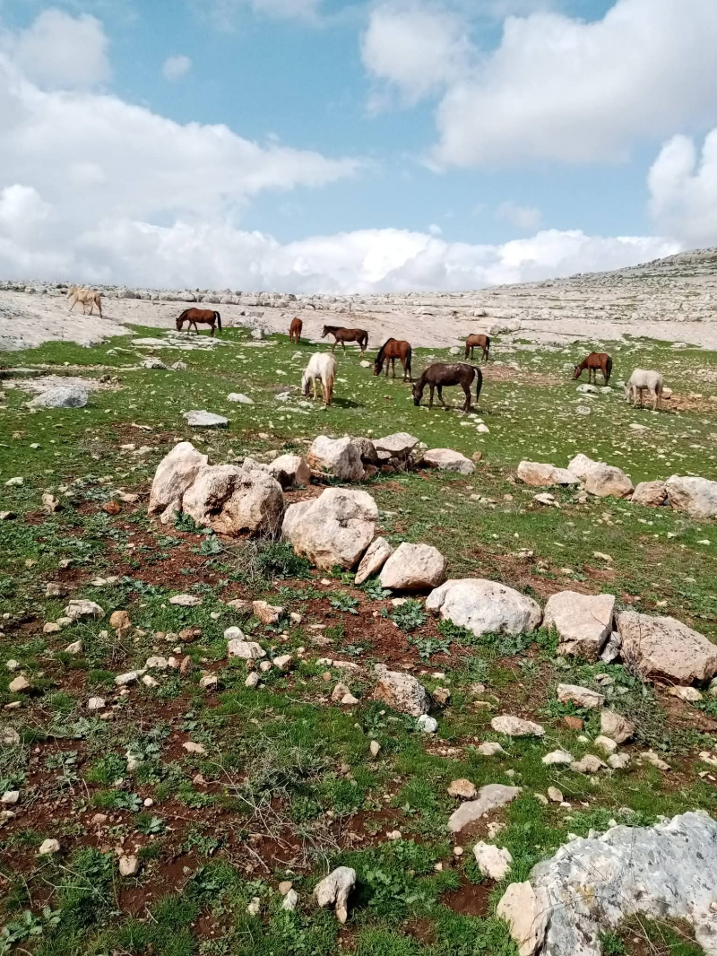Bu atlara sahip çıkın, kesime gitmesinler.