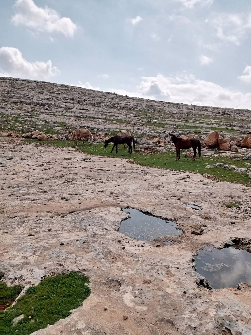 Bu atlara sahip çıkın, kesime gitmesinler.
