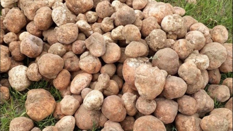 Şanlıurfa’da Keme Sezonu Başladı