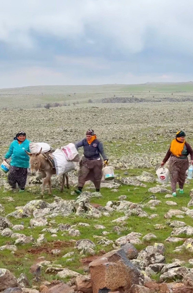 Viranşehir’de Kereng Sezonu Başladı: Kadınlar Dağ Taş Demeden Topluyor