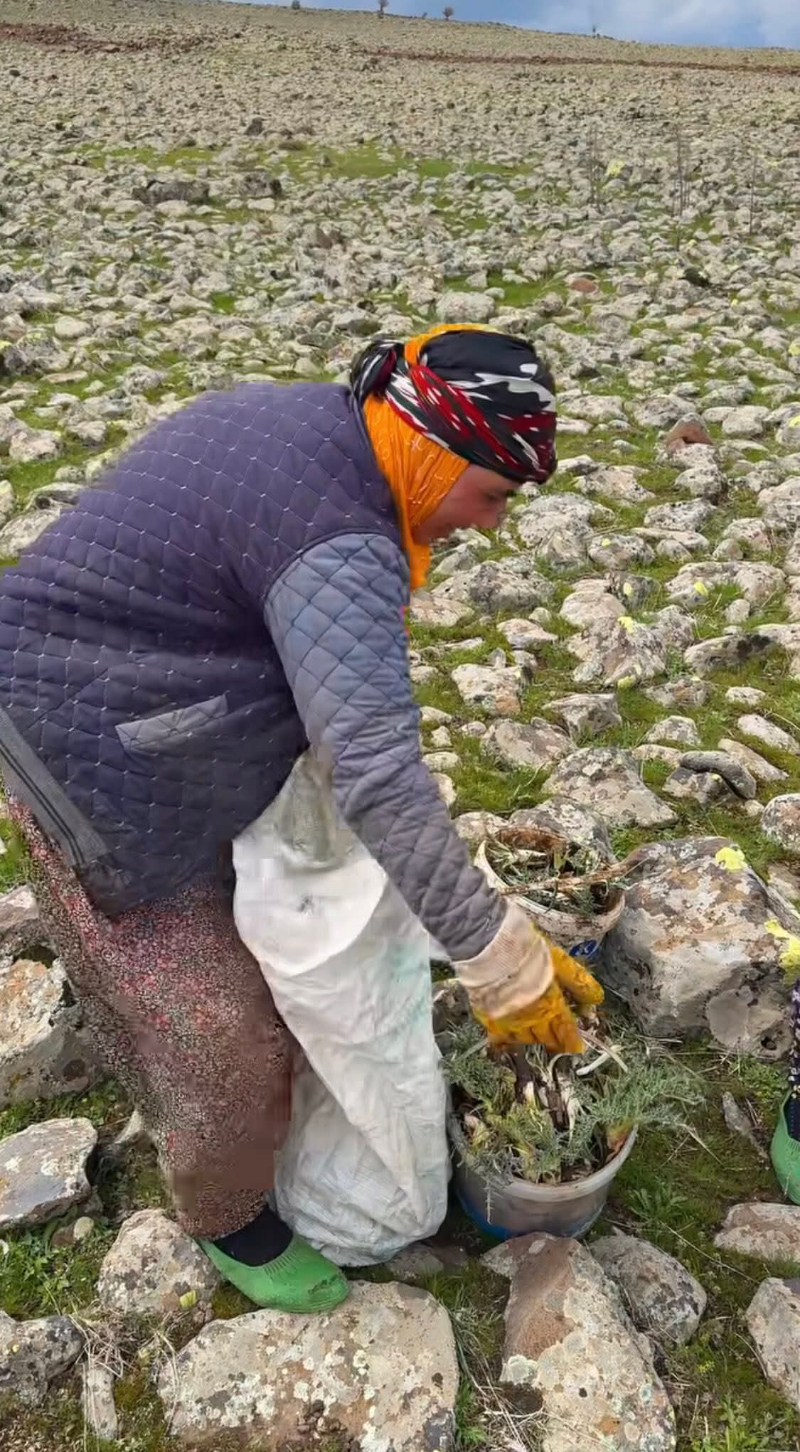 Viranşehir’de Kereng Sezonu Başladı: Kadınlar Dağ Taş Demeden Topluyor