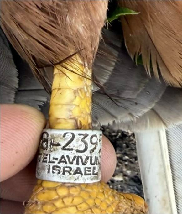 Viranşehir’de Tel Aviv Künyeli Ölü Şahin Bulundu: Vatandaşlar Şaşkına Döndü