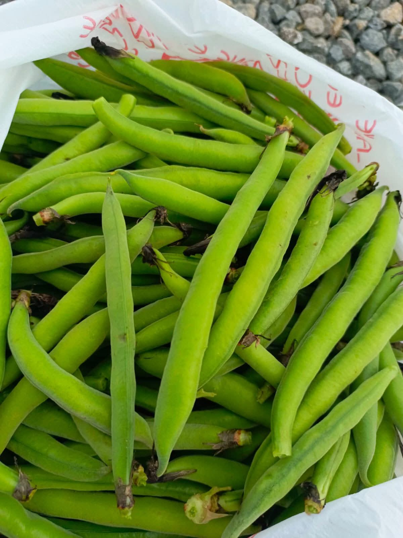 Harran Ovası’nda Bakla Hasadı Başladı: Doğu Kesmekaya’da İlk Ürünler Toplandı