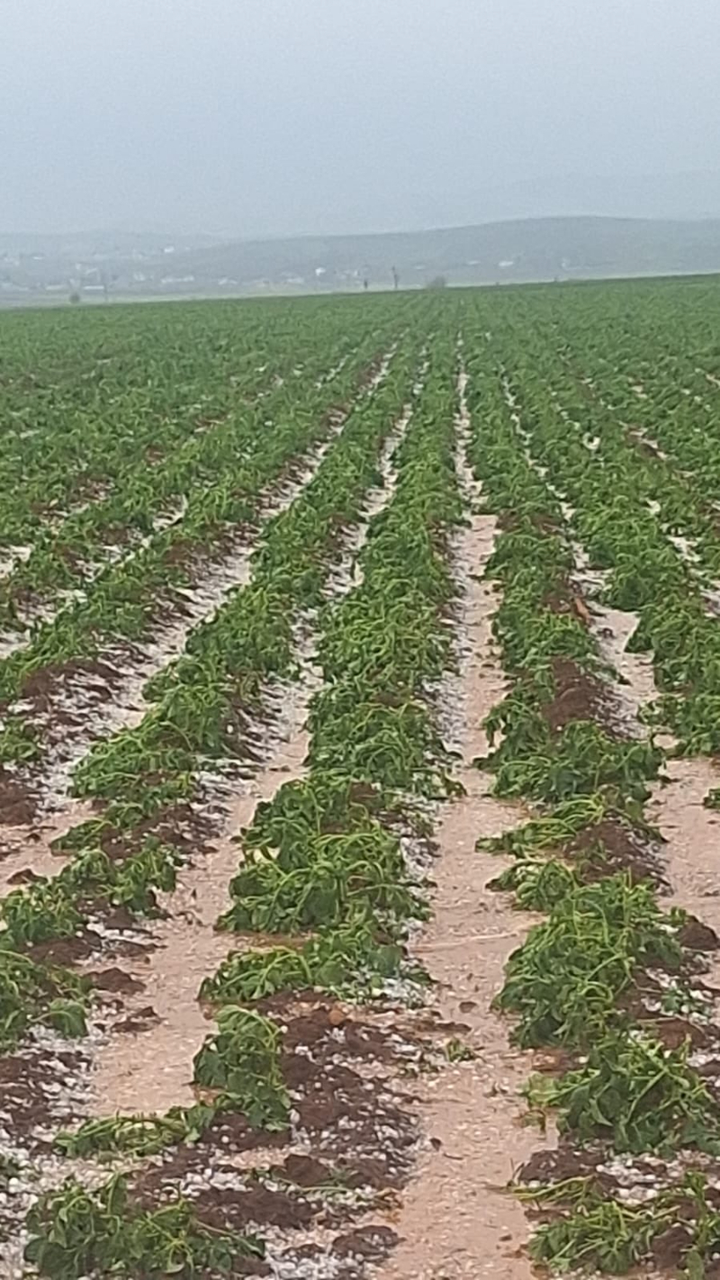 Hatay Reyhanlı’da Dolu Kabusu: Tarım Arazileri Yerle Bir Oldu