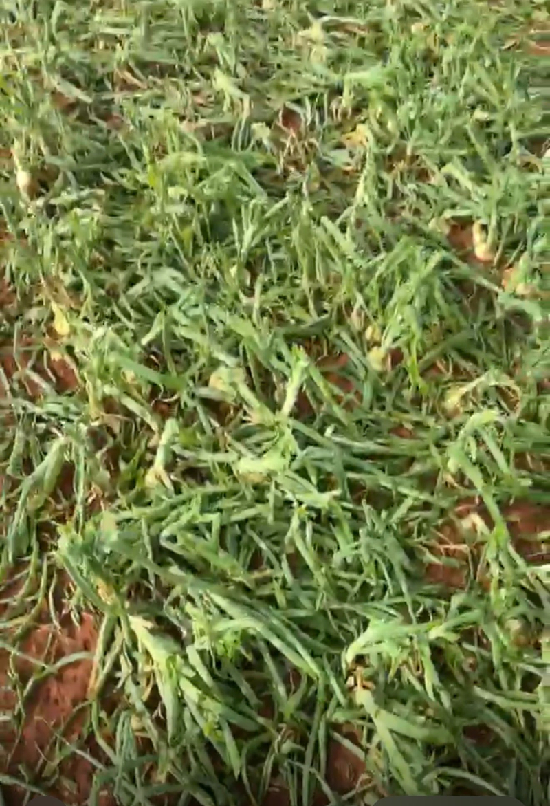 Hatay Reyhanlı’da Dolu Kabusu: Tarım Arazileri Yerle Bir Oldu