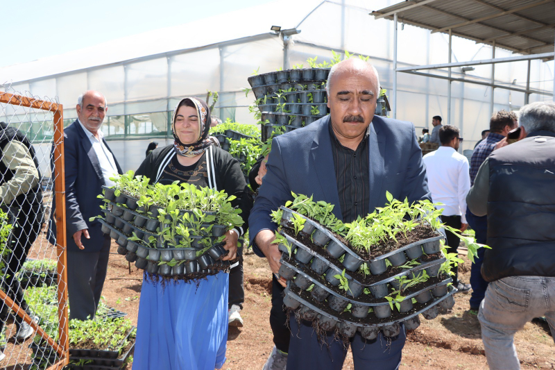 BÜYÜKŞEHİR, 1 MİLYON FİDE DAĞITARAK ÜRETİCİYİ DESTEKLEDİ