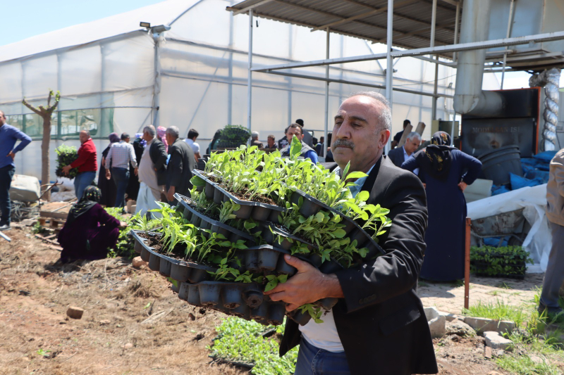 BÜYÜKŞEHİR, 1 MİLYON FİDE DAĞITARAK ÜRETİCİYİ DESTEKLEDİ