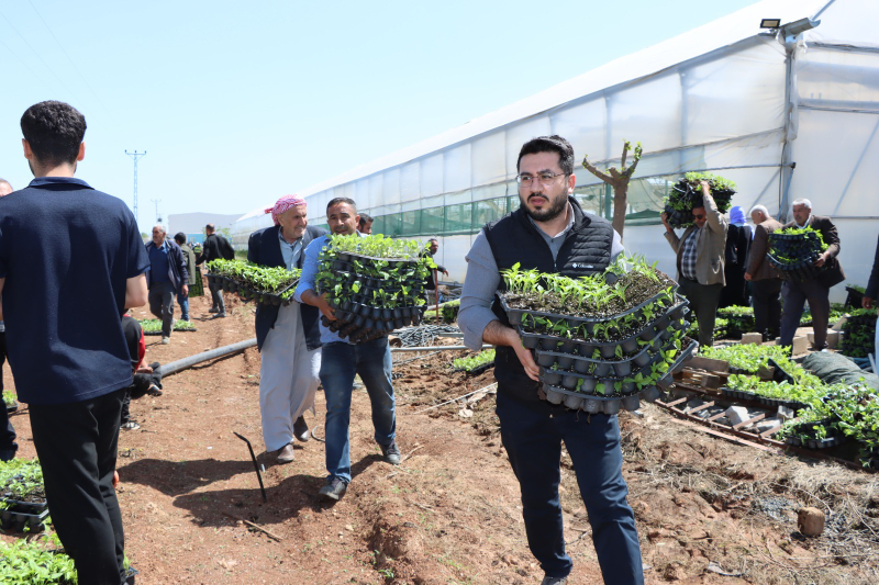 BÜYÜKŞEHİR, 1 MİLYON FİDE DAĞITARAK ÜRETİCİYİ DESTEKLEDİ