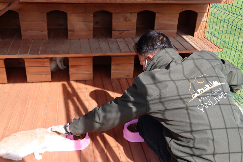 BÜYÜKŞEHİR BELEDİYESİ’NDEN SOKAK KEDİLERİ İÇİN ÖRNEK PROJE