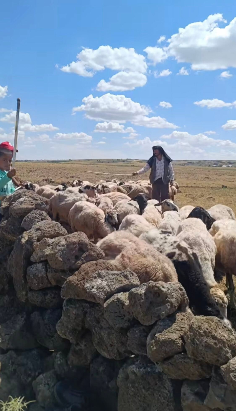 KARACADAĞ ETEKLERİNDE ZAMAN DURDU: DOĞALLIĞIN VE ÇOCUKLUK ÖZLEMİNİN FOTOĞRAFI KARACADAĞ ETEKLERİNDE ZAMAN DURDU: DOĞALLIĞIN VE ÇOCUKLUK ÖZLEMİNİN FOTOĞRAFI