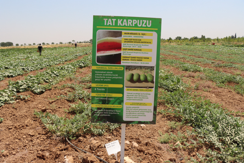 ŞANLIURFA BÜYÜKŞEHİR BELEDİYESİ ATA TOHUMLARINI GELECEĞE TAŞIYOR