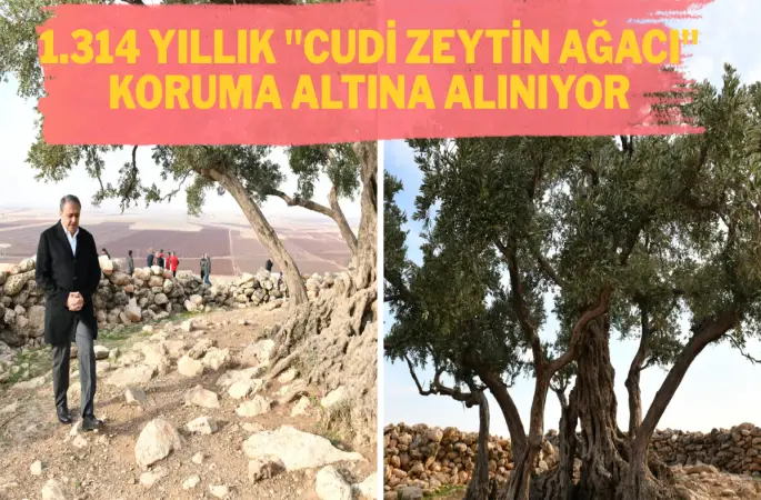 1.314 Yıllık "Cudi Zeytin Ağacı" Koruma Altına Alınıyor: Çevre Düzenleme Projesi Başlıyor
