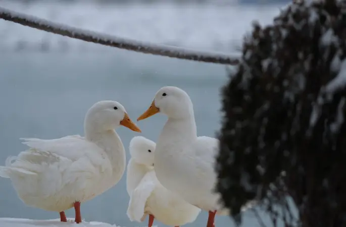 Sivas güne kar yağışı ile uyandı