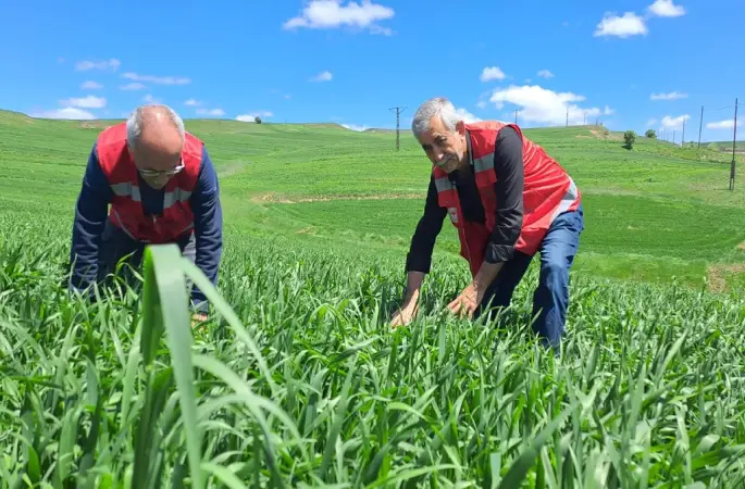 Hububatta Pas Hastalığına Dikkat