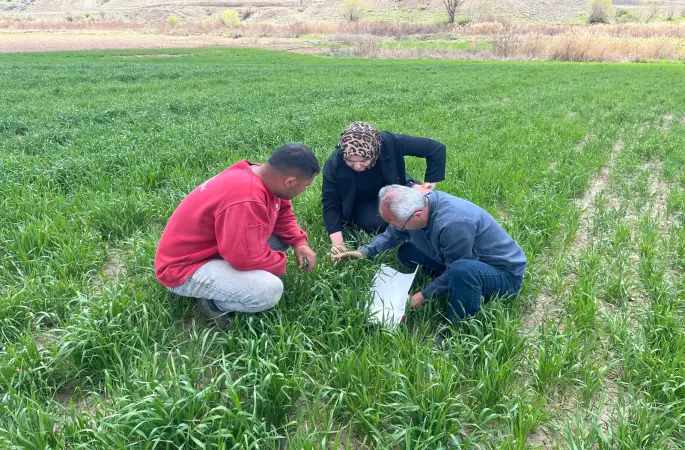 İLİMİZDE HUBUBAT HASTALIK VE ZARARLILARI YAKIN TAKİBİMİZDE