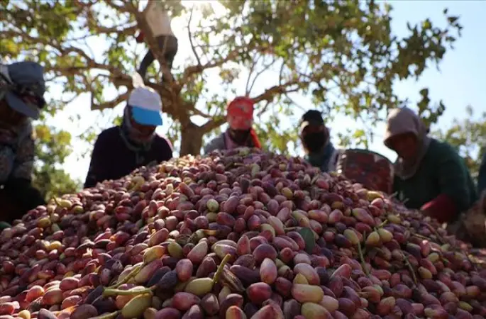 Antep Fıstığında ‘İthalat’ Baskısı: Yerli Üretici Fiyat Rekabetinde Zorlanıyor!