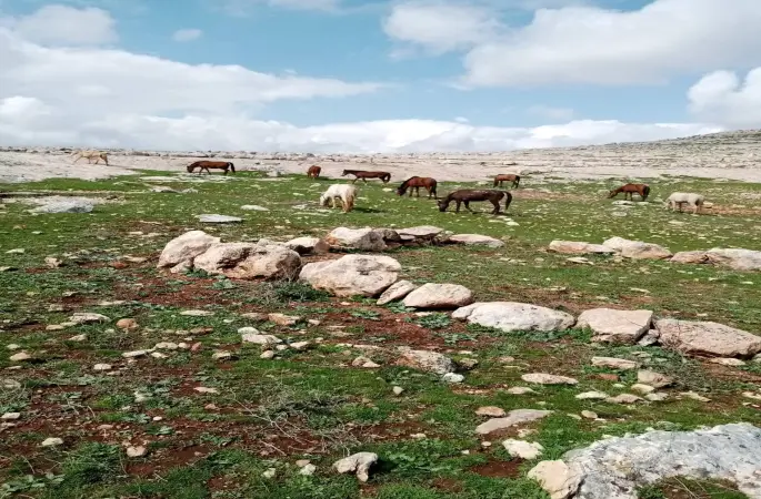 Bu atlara sahip çıkın, kesime gitmesinler.
