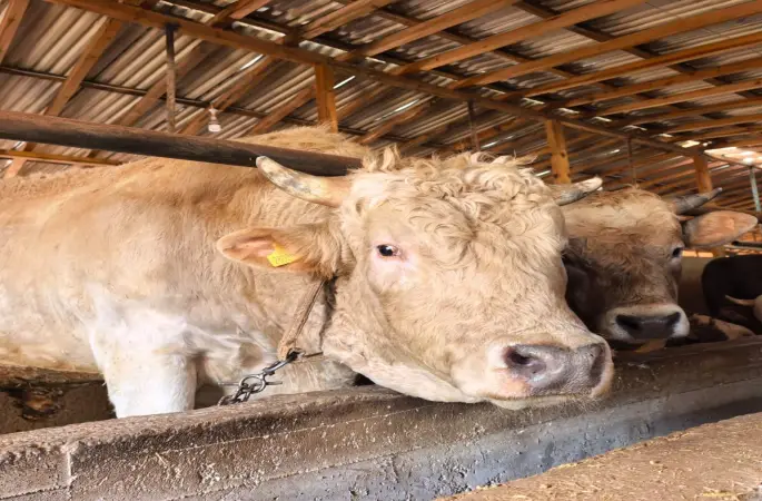 Bursa’da 1 Ton 100 Kiloluk “Paşa” Satışa Çıkarıldı: Fiyatı 500 Bin TL