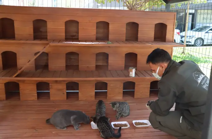 BÜYÜKŞEHİR BELEDİYESİ’NDEN SOKAK KEDİLERİ İÇİN ÖRNEK PROJE