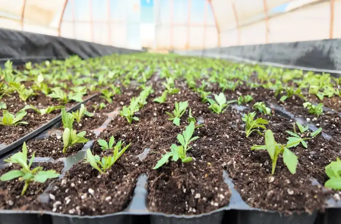 BÜYÜKŞEHİR SERALARINDA 400 BİN YAZLIK ÇİÇEK ÜRETİLİYOR