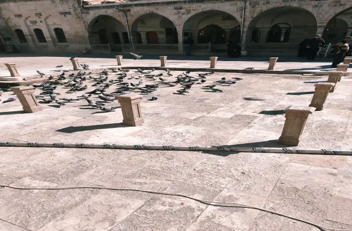 Dergâh Avlusundaki Kuşlar Koruma Altına Alınıyor