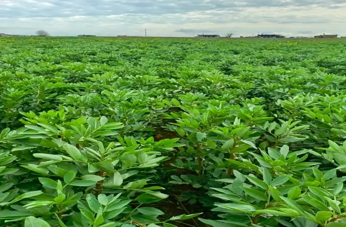 Harran Ovası’nda Bakla Hasadı Başladı: Doğu Kesmekaya’da İlk Ürünler Toplandı