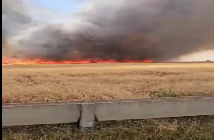 HARRAN’DA KORKUTAN YANGIN: 300 DÖNÜMLÜK BUĞDAY TARLASI ALEVLERE TESLİM OLDU!