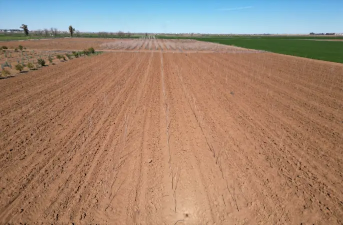 ŞANLIURFA BÜYÜKŞEHİR BELEDİYESİ’NDEN 20 BİN ÇINARLIK YEŞİL HAMLE