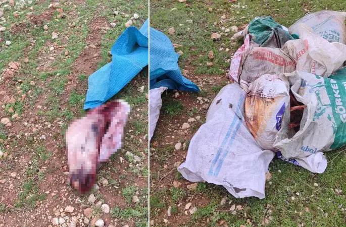 Şanlıurfa OSB’de Şok Görüntü: At Kafası ve İç Organları Bulundu