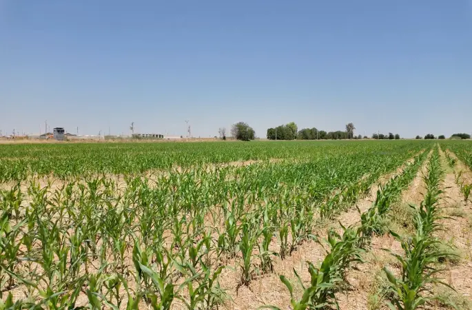 ŞANLIURFA'DA ANIZA DOĞRUDAN EKİM ÇALIŞMALARI BÜYÜYOR