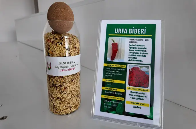 ŞANLIURFA’DA ATA TOHUMLARI ÇİFTÇİLERLE BULUŞUYOR