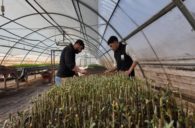 ŞANLIURFA’DA MODERN SERALARDA 30 BİN FİDAN ÜRETİMİ BAŞLADI