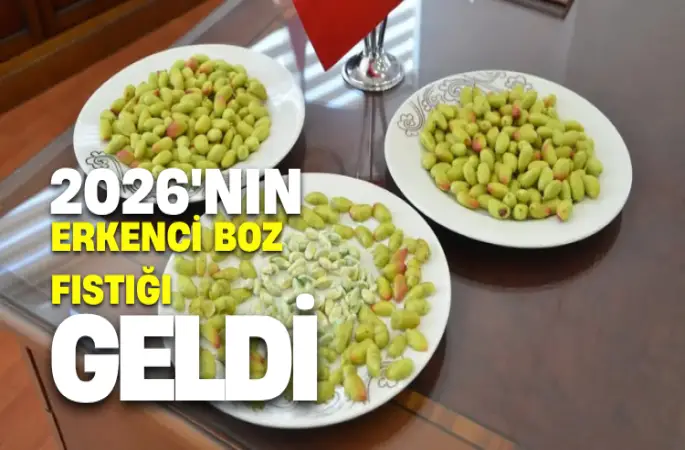Şanlıurfa’da "Yeşil Altın" Heyecanı: 2026 Sezonunun İlk Erkenci Boz Fıstığı Piyasaya Düştü!