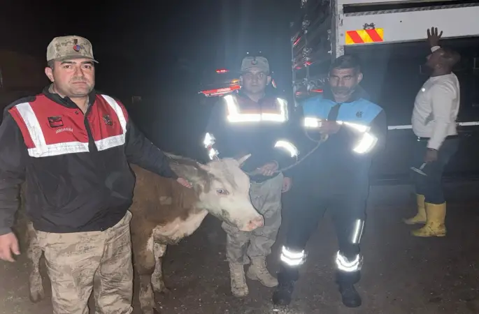 Siverek’te Jandarmadan 40 Saatlik İnceleme: Çalınan Büyükbaş Hayvan Sahibine Teslim Edildi!