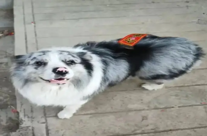 Sosyal Medya Dünyası Şokta: 1,5 Milyon Takipçili Fenomen Köpek Restoranda Kesilerek Yenildi!