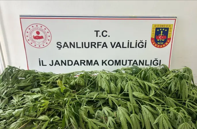 Suruç’ta Narkotik Operasyonu: 35 Kök Kenevir Ele Geçirildi